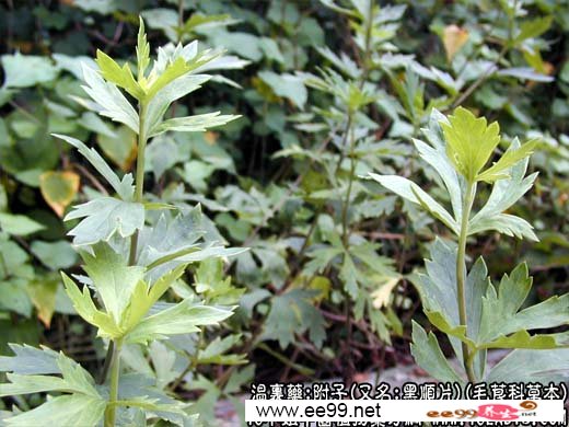 中药大全:附子