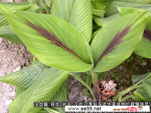 莪术图片
