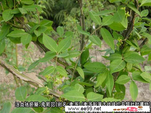 鬼箭羽图片
