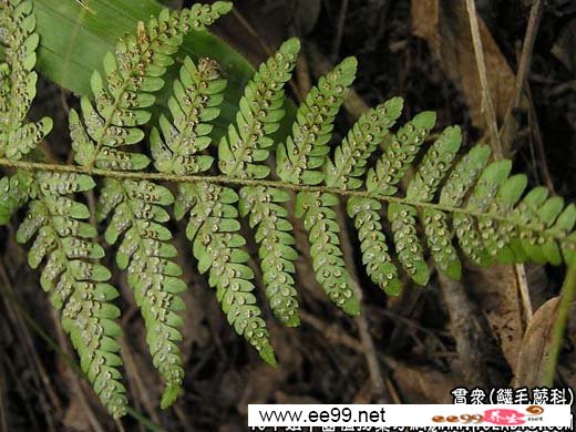 中药大全:贯众