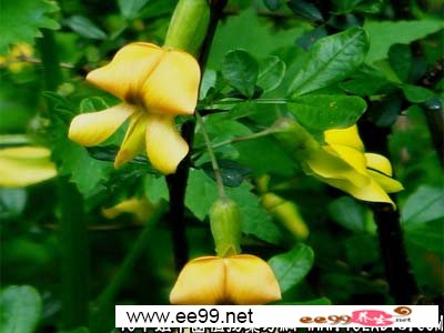 中药大全:黄芪