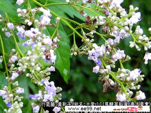 中草药名称:黄荆子