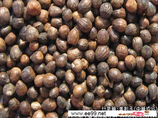 中药材:黄荆子中药成品