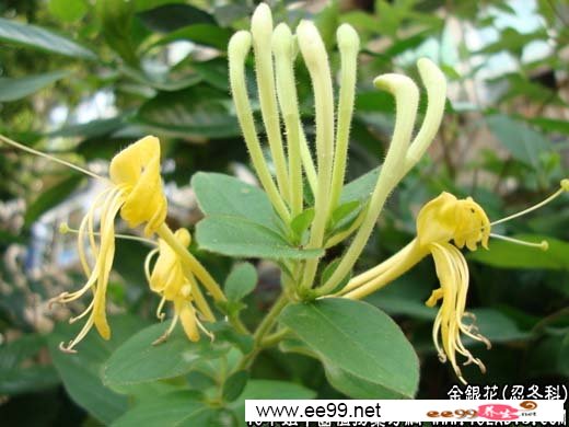 中药大全:金银花