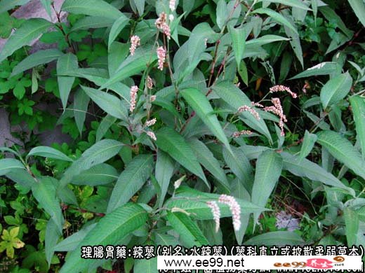 中药大全:辣蓼