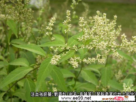 中药大全:刘寄奴