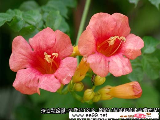 凌霄花图片