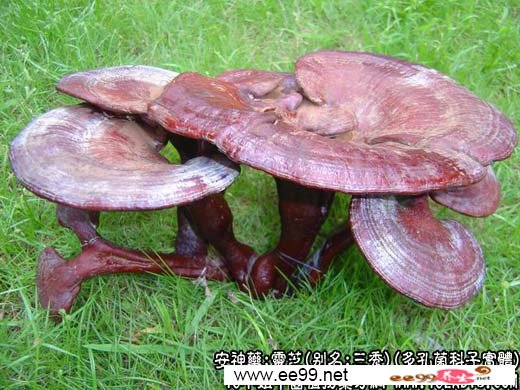 中药名称大全:灵芝
