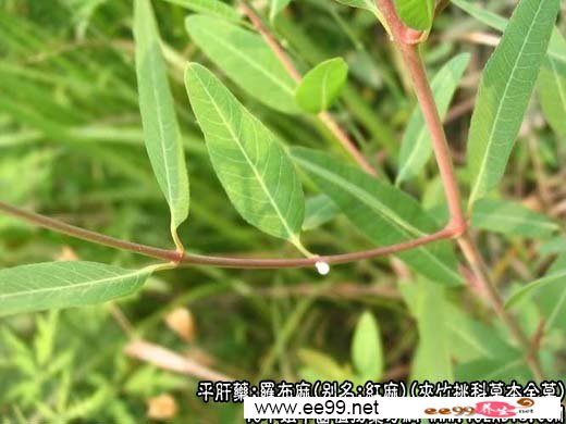 中药大全:罗布麻