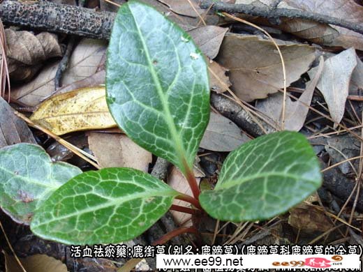 鹿衔草图片