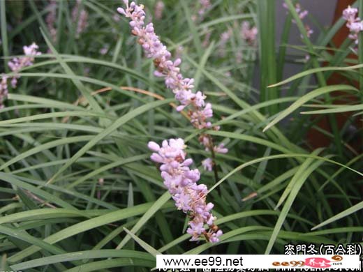中药大全:麦门冬