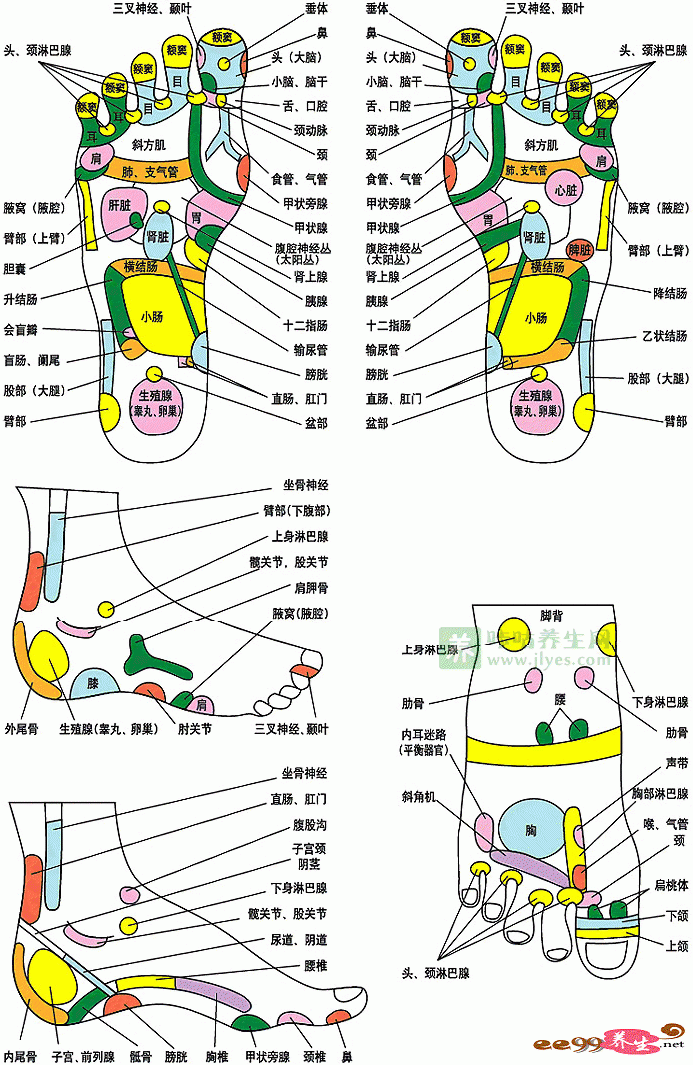 脚上经络图对应的器官图片