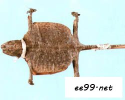 ĹЧ